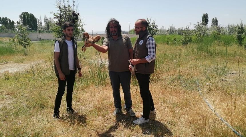 Tedavileri tamamlanan 2 kızıl Şahin doğaya bırakıldı