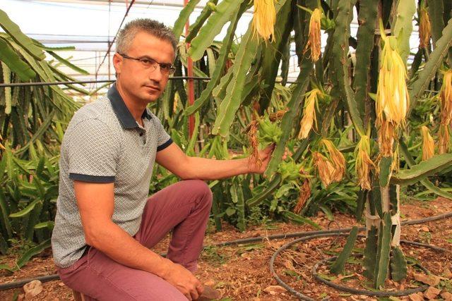 Ejder meyvesi çiftçinin yeni geçim kaynağı oldu