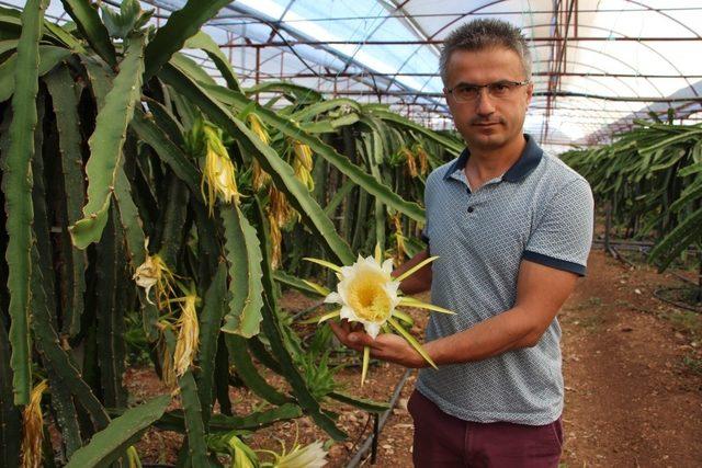 Ejder meyvesi çiftçinin yeni geçim kaynağı oldu