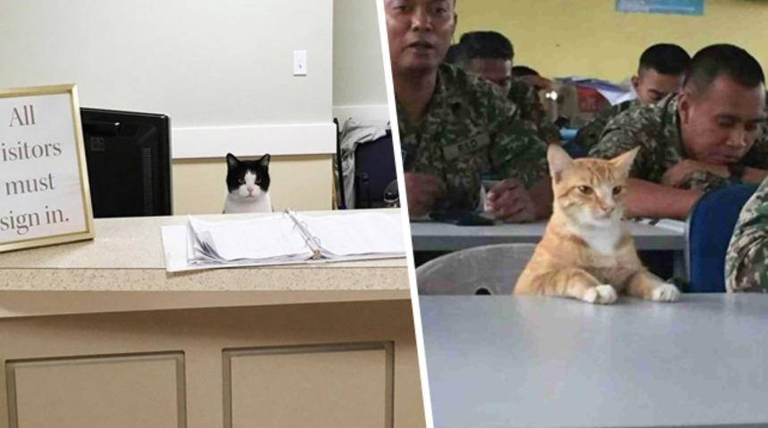 İş dünyasında kediler olmaz demeyin! İşte çalışan kediler