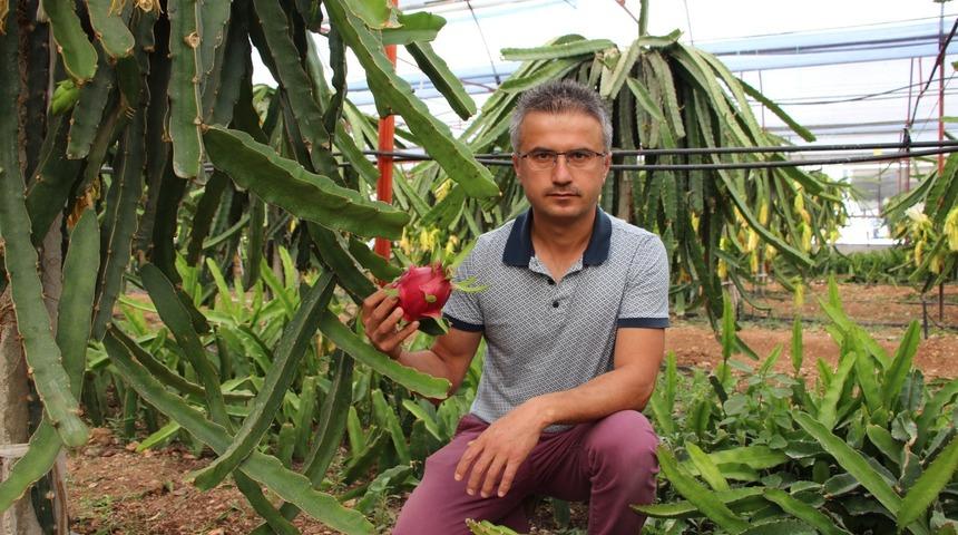 Ejder meyvesi geçim kaynağı oldu! Tanesini 15 lira