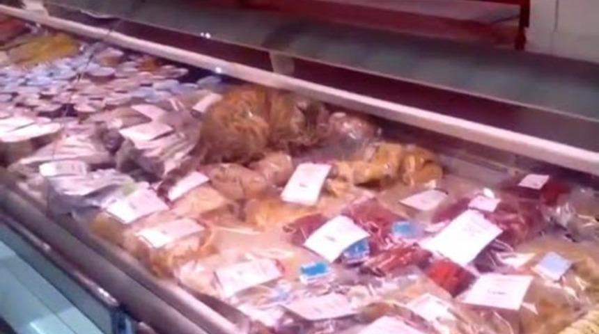 Sokak Kedisi Kendisine 1000 Dolarlık Balık Ziyafeti Çekti!