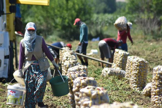 Bursa'da patates hasadı başladı