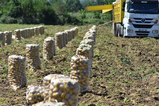 Bursa'da patates hasadı başladı