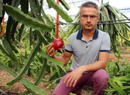 Sebzeyi bıraktı, ejder meyvesi üretimine başladı