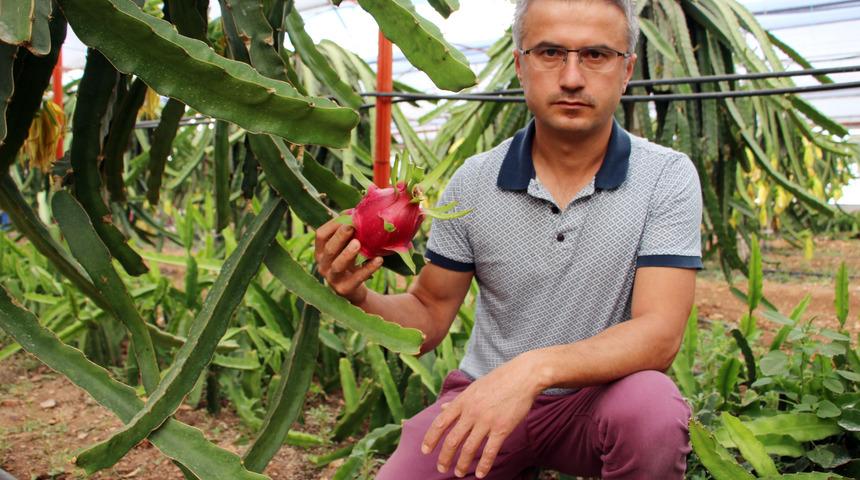 Sebzeyi bıraktı, ejder meyvesi üretimine başladı