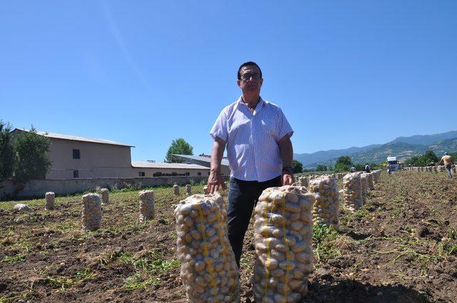 İnegöl’de patates hasadı başladı