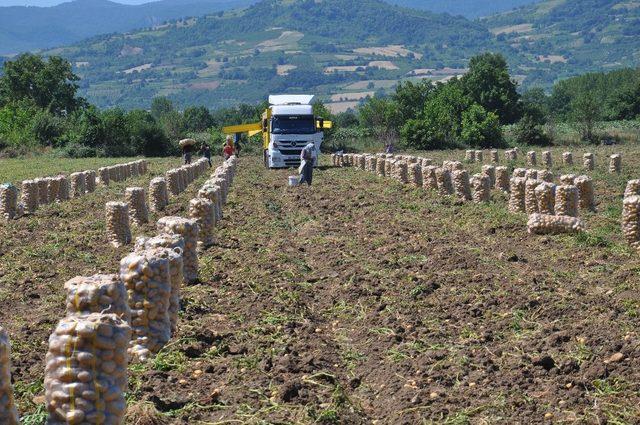 İnegöl’de patates hasadı başladı