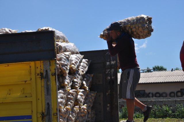 İnegöl’de patates hasadı başladı