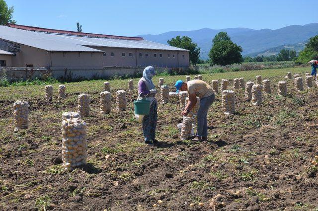 İnegöl’de patates hasadı başladı