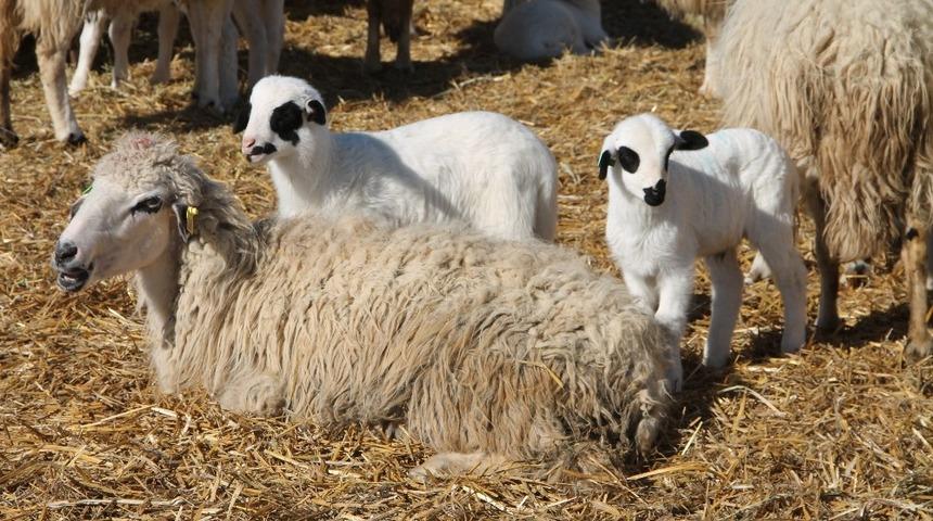 Amasya Kurban bağışında ilk 3&rsquo;te