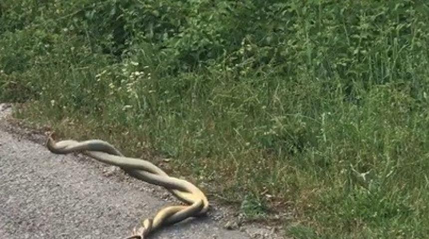 Tokat&rsquo;ta yılanların dansı g&ouml;r&uuml;nt&uuml;lendi