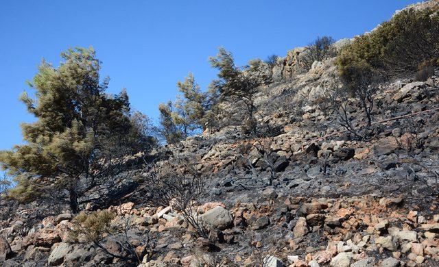 Datça'daki yangın, elektrik kablolarından çıkmış