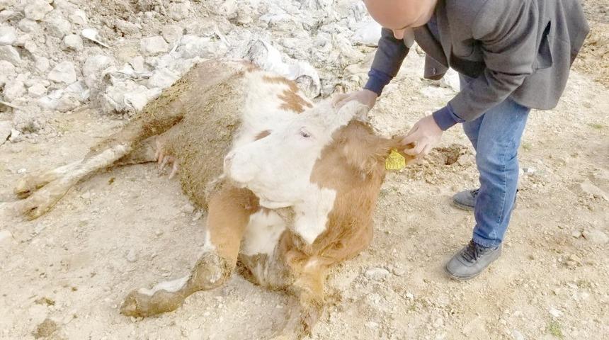 Besni&rsquo;de sağlıksız etlere ge&ccedil;it yok