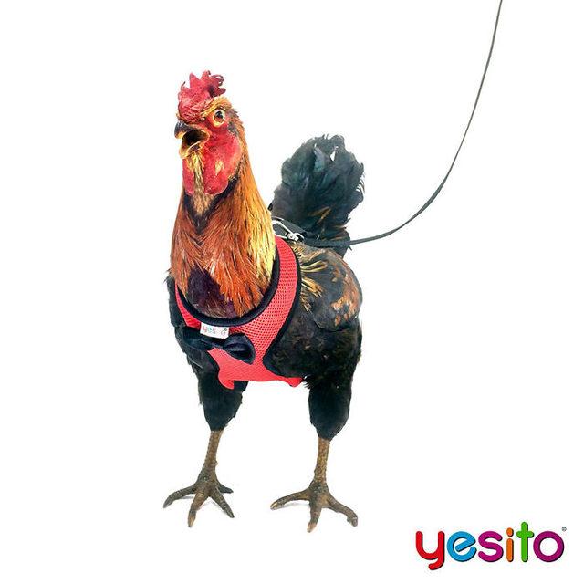 chicken-harness-amazon-yesito-1-5d15bfbe326e7__700