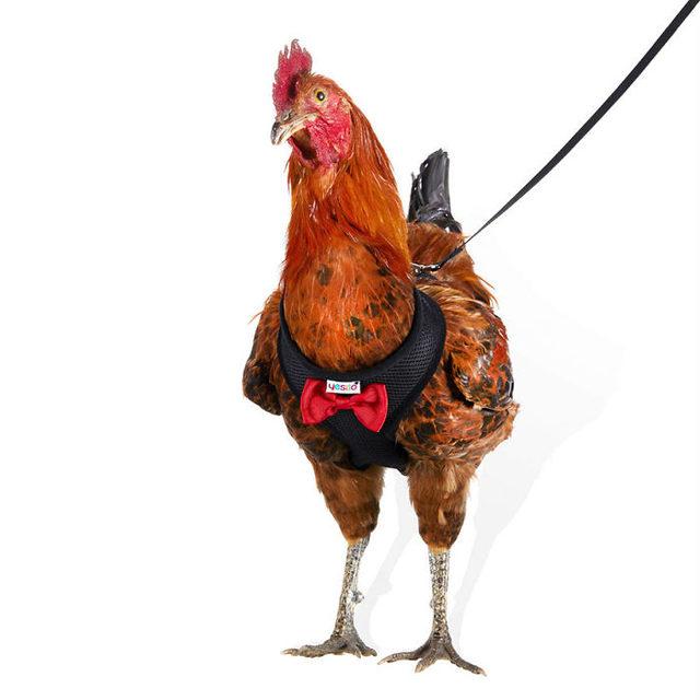 chicken-harness-amazon-yesito-5d15c0aa7ef00__700