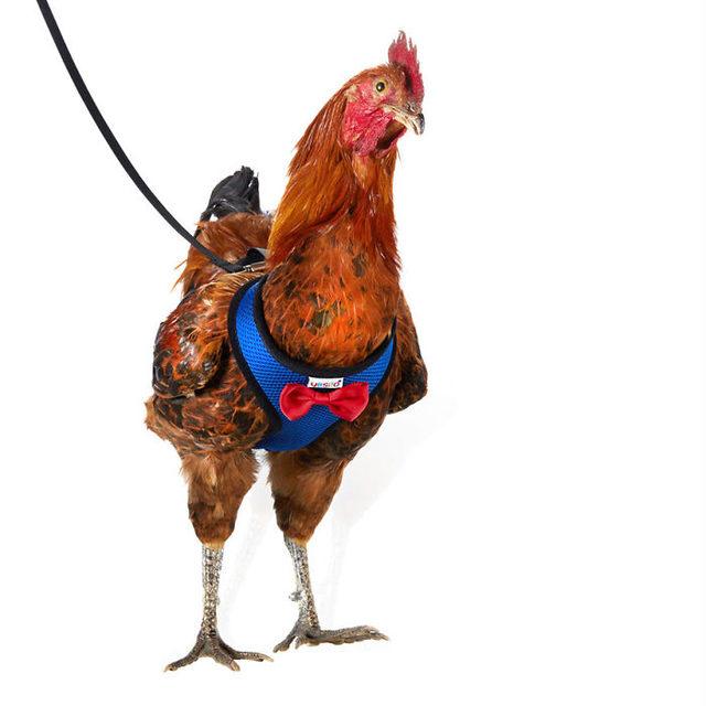 chicken-harness-amazon-yesito-5d15c0ac1f442__700