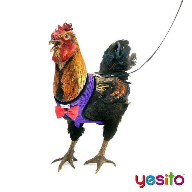 chicken-harness-amazon-yesito-5d15c0b56b30c__700