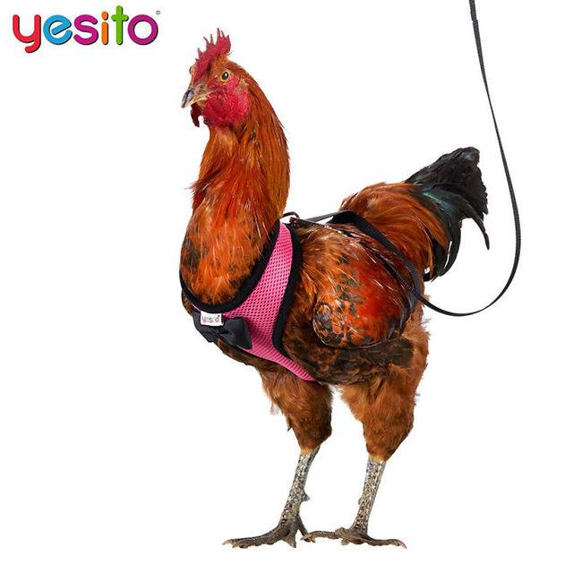 chicken-harness-amazon-yesito-5d15c0b7818c7__700