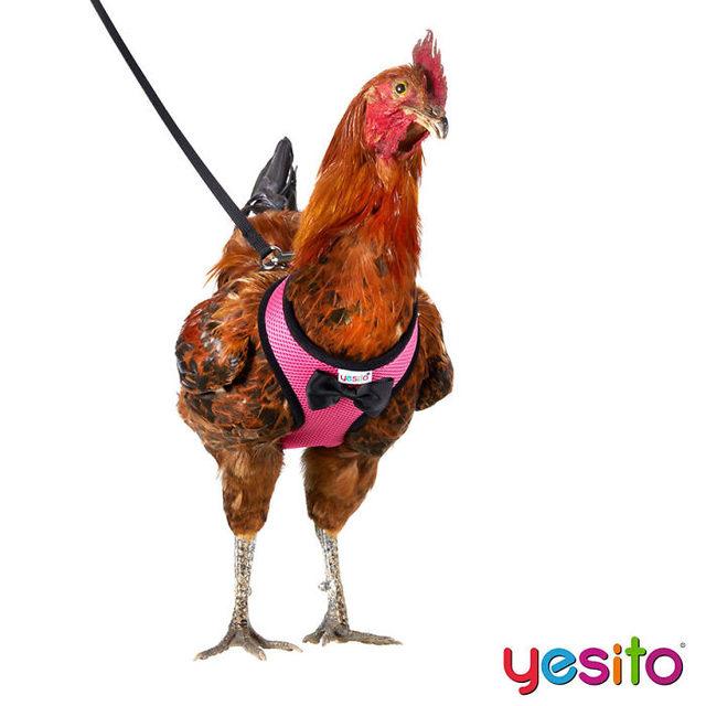 chicken-harness-amazon-yesito-5d15c0bc66a2b__700