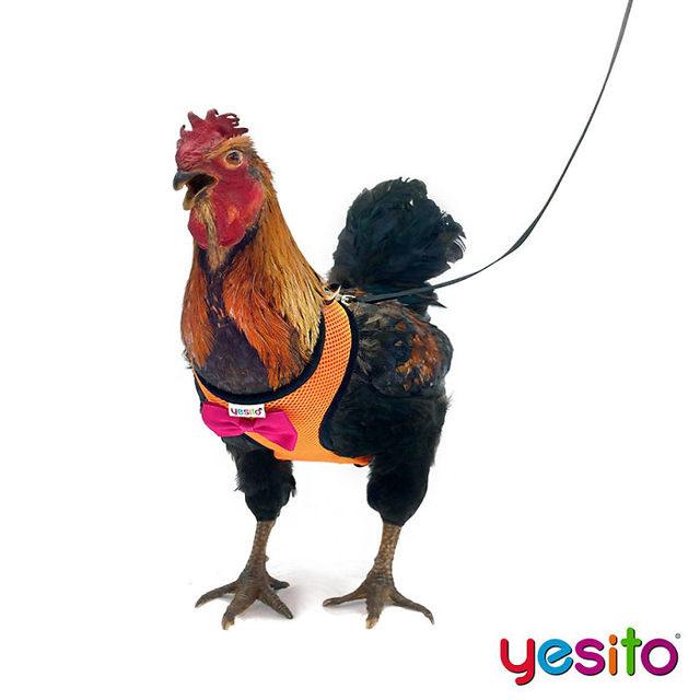 chicken-harness-amazon-yesito-5d15c0be695b1__700