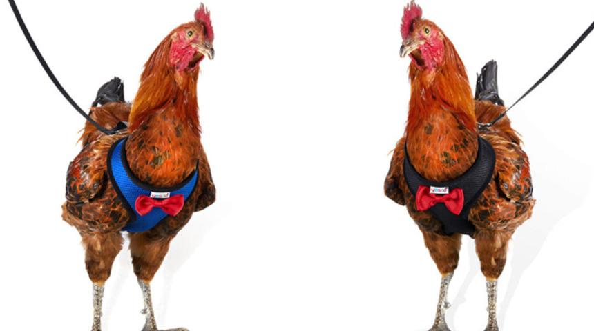 Horozunuz artık kaybolmayacak! &Ccedil;&ouml;z&uuml;m&uuml; o şirket buldu