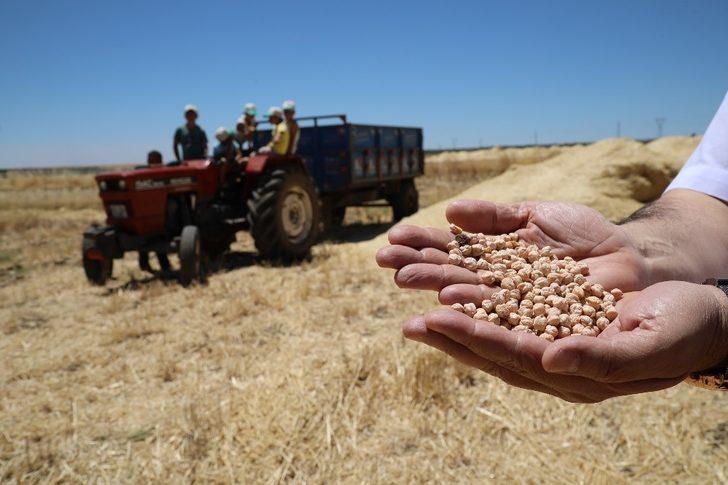 Büyükşehir’in dağıttığı nohut tohumunda hasat zamanı G1