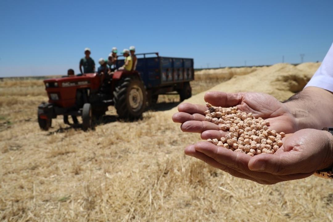 B&uuml;y&uuml;kşehir&rsquo;in dağıttığı nohut tohumunda hasat zamanı