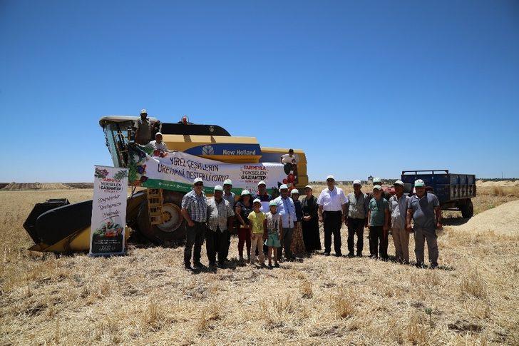 Büyükşehir’in dağıttığı nohut tohumunda hasat zamanı G2
