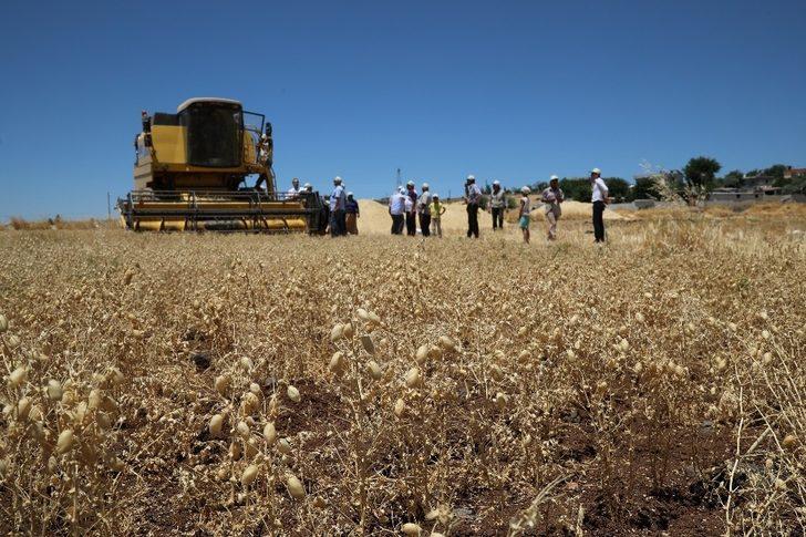 Büyükşehir’in dağıttığı nohut tohumunda hasat zamanı G3