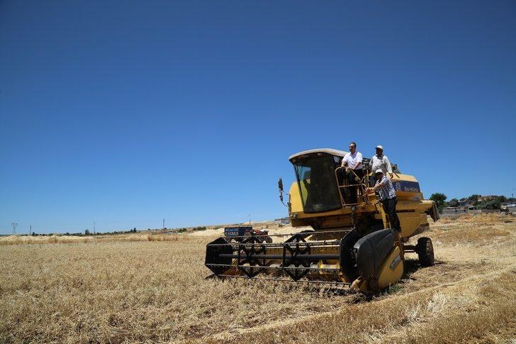 Büyükşehir’in dağıttığı nohut tohumunda hasat zamanı G4