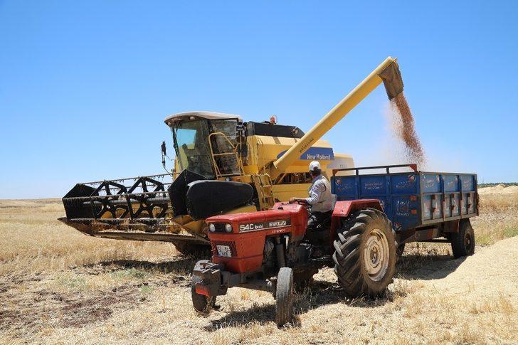 Büyükşehir’in dağıttığı nohut tohumunda hasat zamanı G5