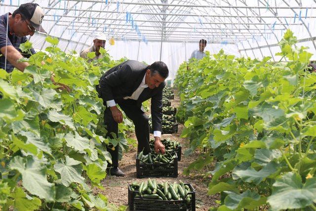 Gürpınar’da sezonun ilk sera hasadı toplandı