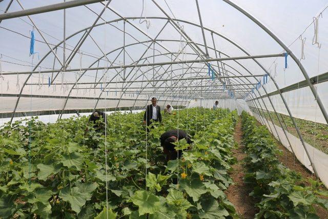 Gürpınar’da sezonun ilk sera hasadı toplandı