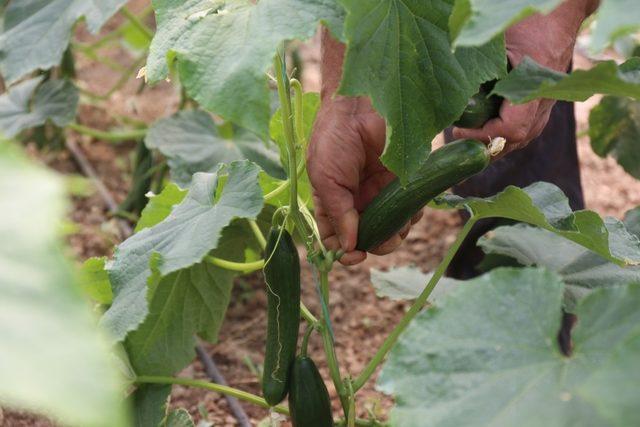 Gürpınar’da sezonun ilk sera hasadı toplandı