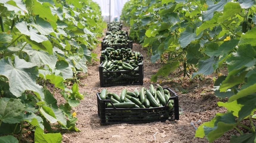 G&uuml;rpınar&rsquo;da sezonun ilk sera hasadı toplandı