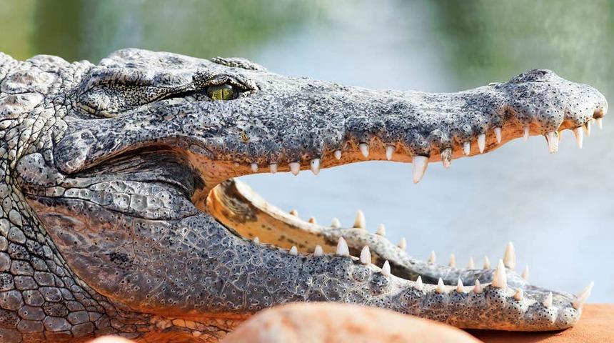 2 yaşındaki kızı timsahlar canlı canlı yedi!