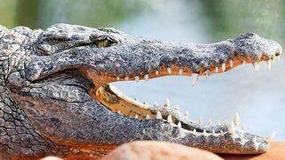 2 yaşındaki kızı timsahlar canlı canlı yedi!