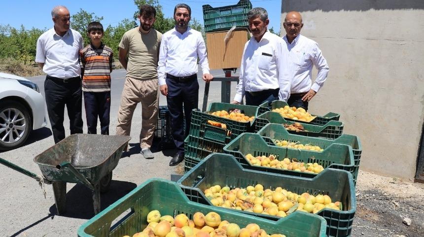 CHP&rsquo;li Kiraz&rsquo;dan ucuz kayısı fiyatına tepki