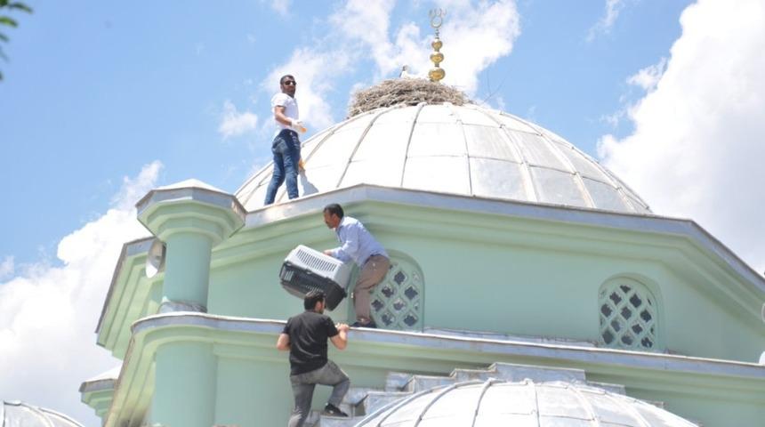 Elekrtik akımı 5 yavru leyleği  annesiz  bıraktı