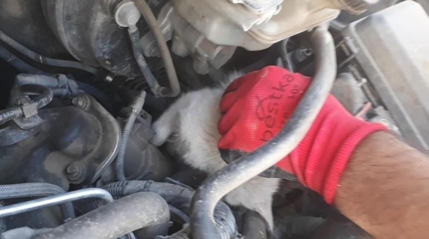 Aracın motor b&ouml;lmesine sıkışan yavru kedi kurtarıldı