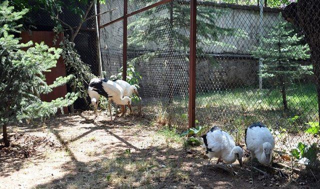 Cami kubbesindeki leylekler elektrik akımına kapıldı