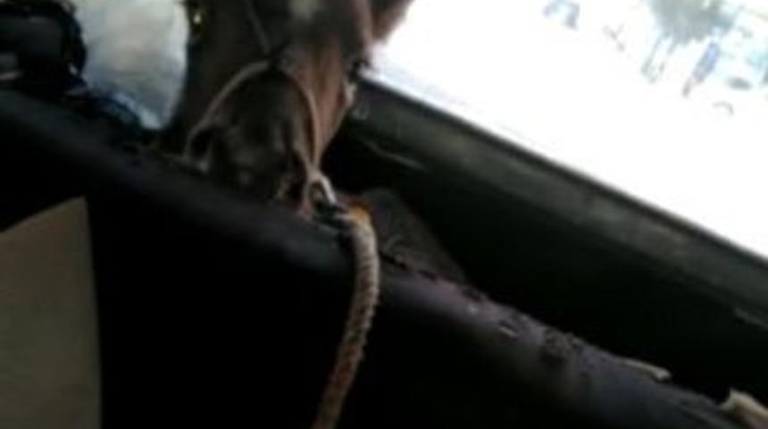 Tayın otomobille yolcuğu görenleri gülümsetti