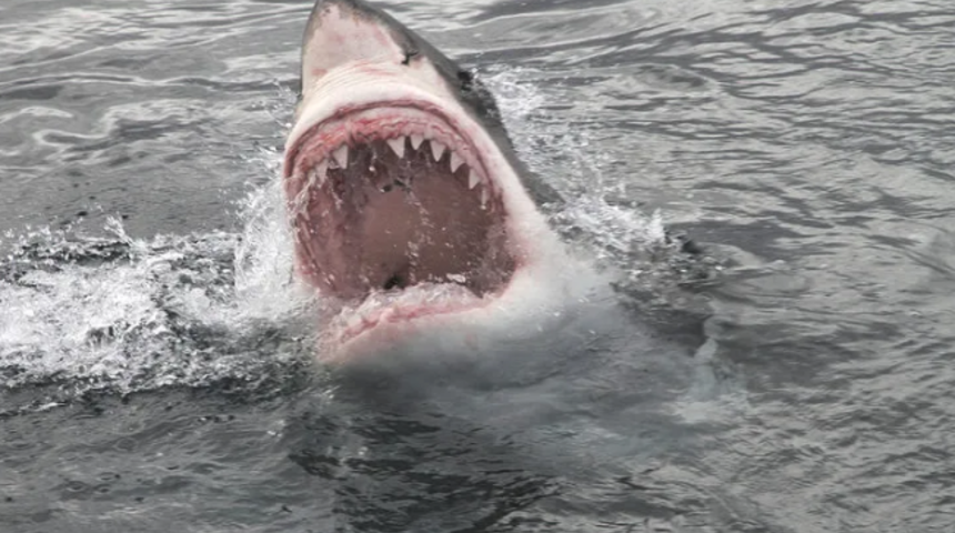 Profesyonel sporcu köpekbalığı saldırısına uğradı!