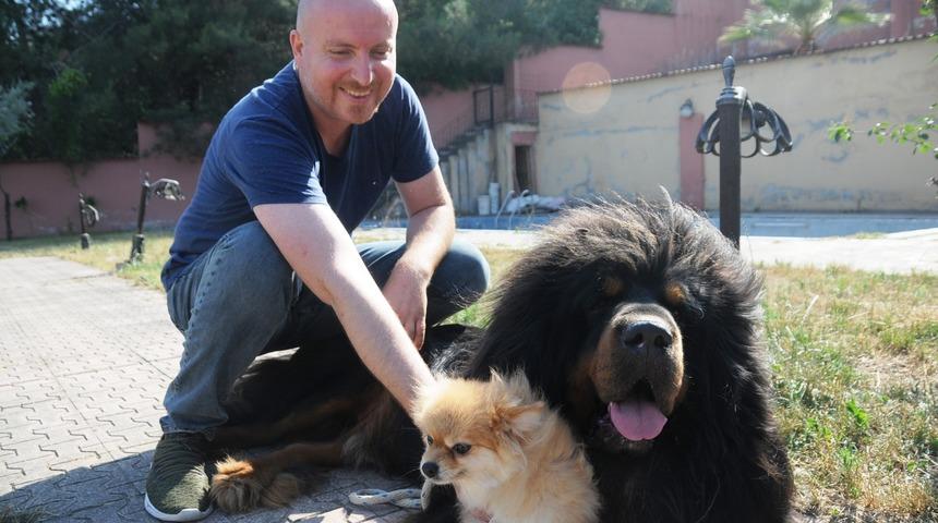 Tibet Mastifi fiyatıyla dudak uçuklatıyor