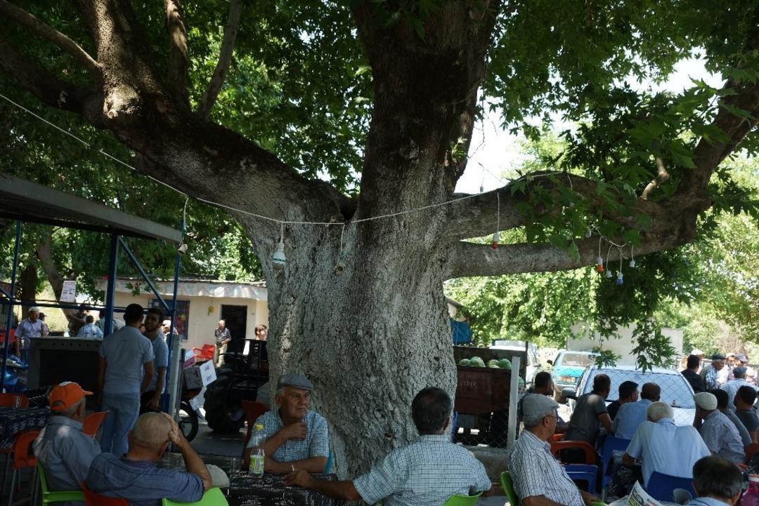 &Uuml;&ccedil; asırlık &ccedil;ınar ağacının g&ouml;lgesinde serinliyorlar
