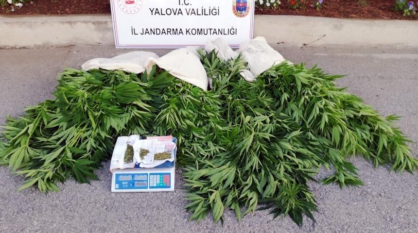 Yalova&rsquo;da 600 k&ouml;k Hint keneviri ele ge&ccedil;irildi