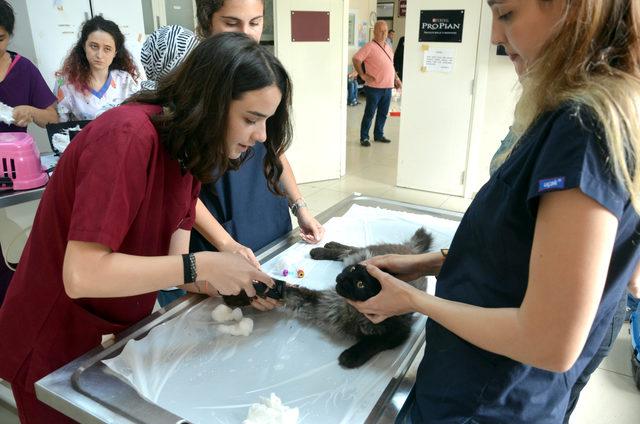 Bu hastanede yılda 50 bin sevimli dost sağlığına kavuşuyor