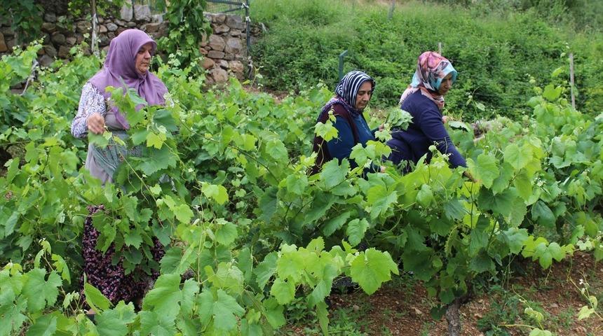 Yaprağı, meyvesinin 6 katı fiyata satılıyor