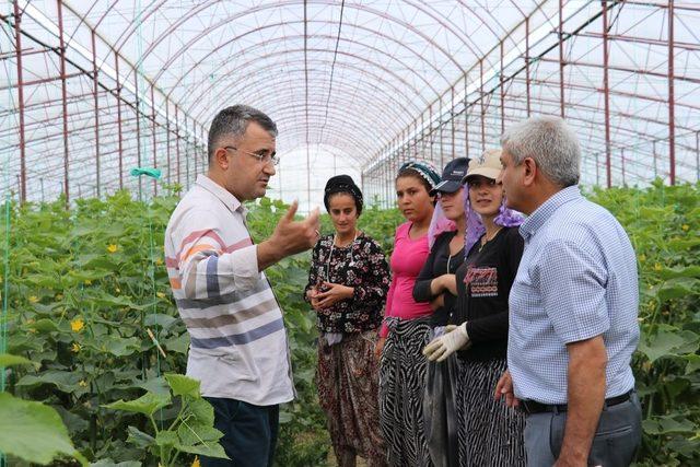 Gevaş’ta sebze üretimi